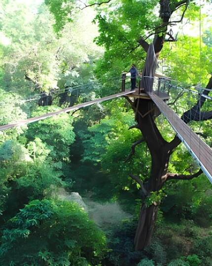 Treetop canopy walkway and wooden platform overlooking dense green forest, guest enjoying elevated forest view.