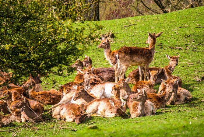 Schloss Kronburg Schloss Lautrach